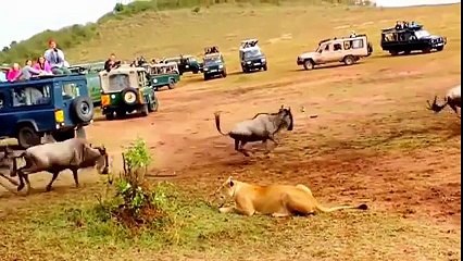 Dişi Aslana Nasıl Avlandığını Gösteren Erkek Aslan Yok Böyle