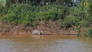 Jaguar Attacks Crocodile (EXCLUSIVE VIDEO)