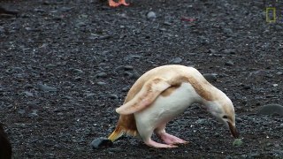 Mutant Blond Penguin Spotted in Antarctica