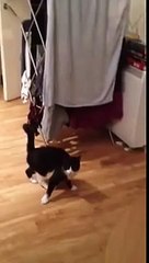 M. Bouncy Cat - Le drôle de chat Marche Hop