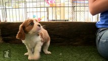 Tiny Cavalier Puppies Battle Ketchup And Mustard - Puppy Love