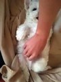My Bichon frise Loki on his back thinking he's a baby!