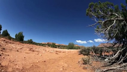 Python vs Lion - Python attack Lion