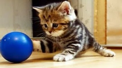 Im Paris: the sweetest and most playful girl Cute Kitten