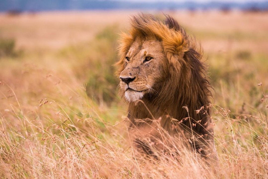 สารคดี มิติโลกหลังเที่ยงคืน 20 มกราคม 2559 ตามติดชีวิตมหัศจรรย์ ตอน ก้าวแรก