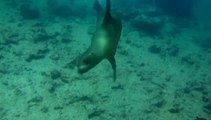 galapagos otaries