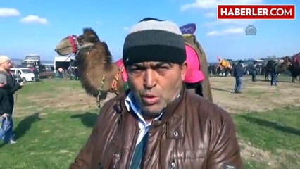 Lapseki'de Deve Güreşi