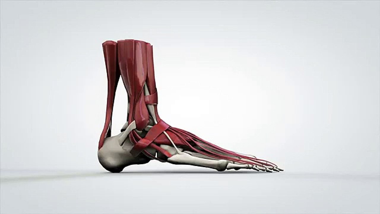 Strengthening Exercises For Plantar Fasciitis Stamford 203 656 3636 Darien Norwalk New Canaan