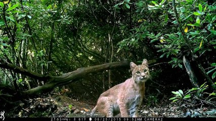 Bobcats on the move behind our home.