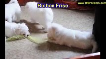 Bichon Frise, Puppies, For, Sale, In, Milwaukee, Wisconsin, WI, Brookfield, Wausau, New Berlin, Fond