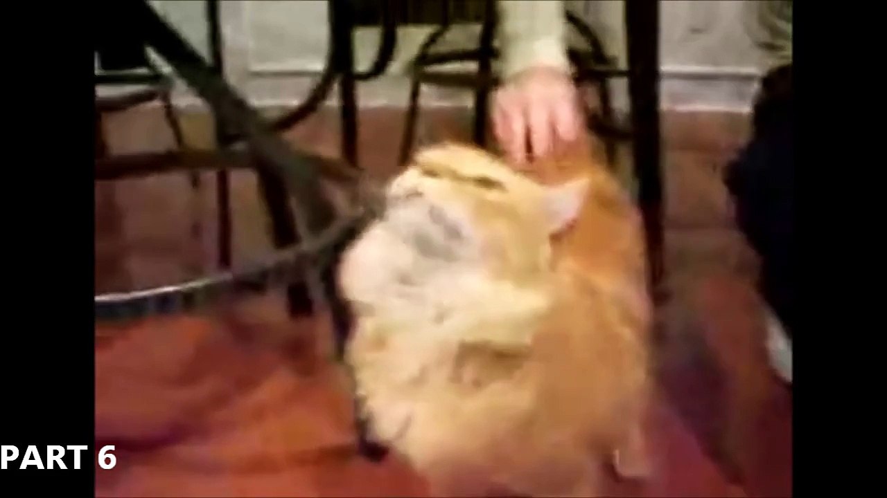 FUNNY CAT VIDEOS PART 6