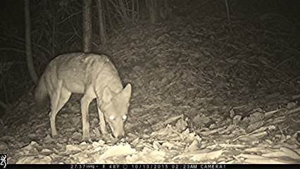Adult coyote frolicking in the autumn leaves.