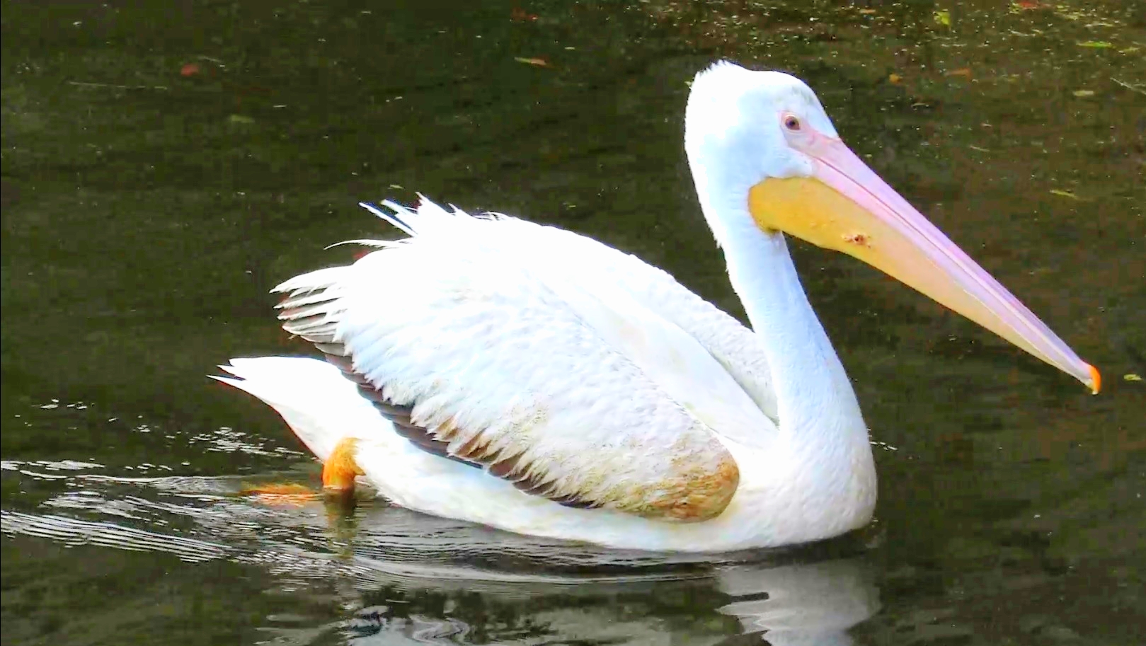 Giant White Pelicans