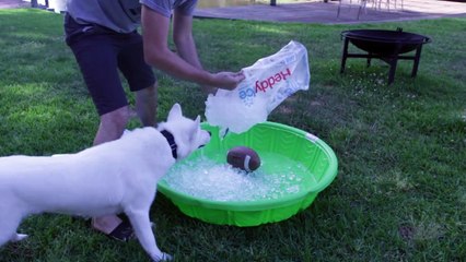 7 Simple Life Hacks for Your Dog