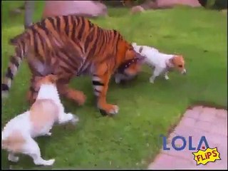 Cute Tiger & Puppy unlikely friends play together & Swim