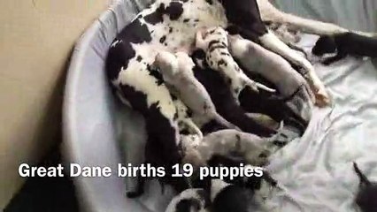 Velma bat tous les records en mettant au Monde 19 bébés !