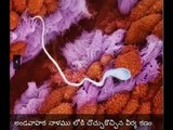 Real Footage of developing baby Inside the Womb.-Original photos - everyone must watch this video