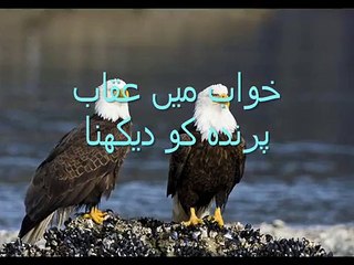 خواب میں عقاب پرندہ کو دیکھنا