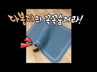 [다주] 다봉일상 : 다봉이의 꼭꼭 숨어라!