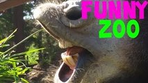 Divertido y Compilación lindo Animales del parque zoológico junio 2015