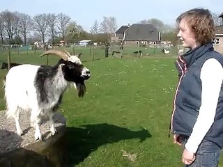 clickertraining ildiko2