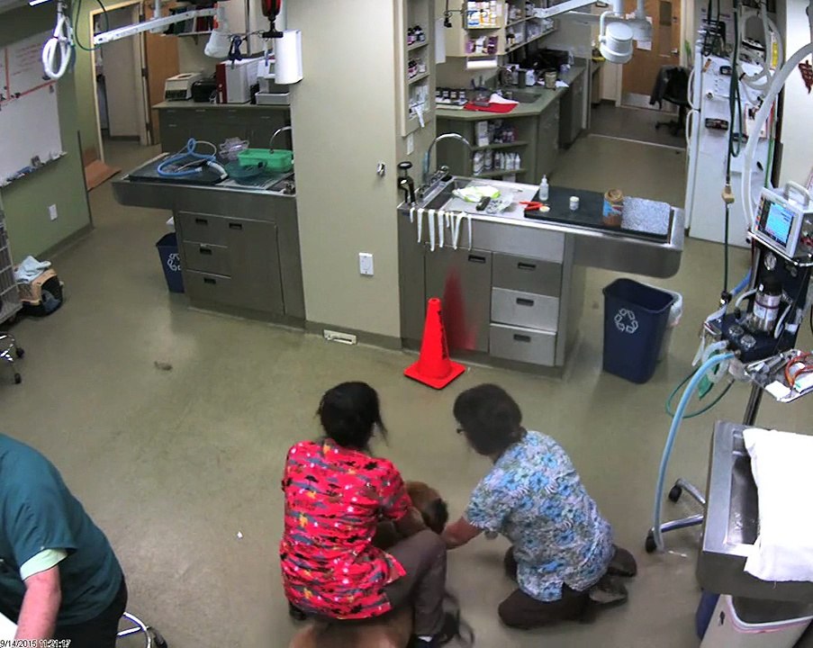 Ce gros chien s'échappe avec la vétérinaire sur le dos - Il n'aime pas les piqûres...