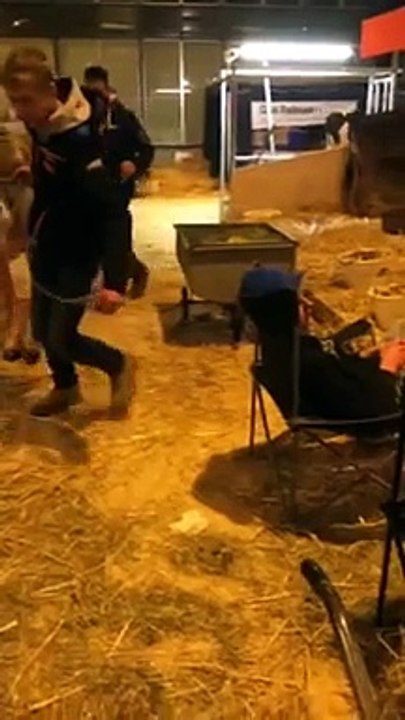 Cow poops on sleeping Drunk Guy Head!