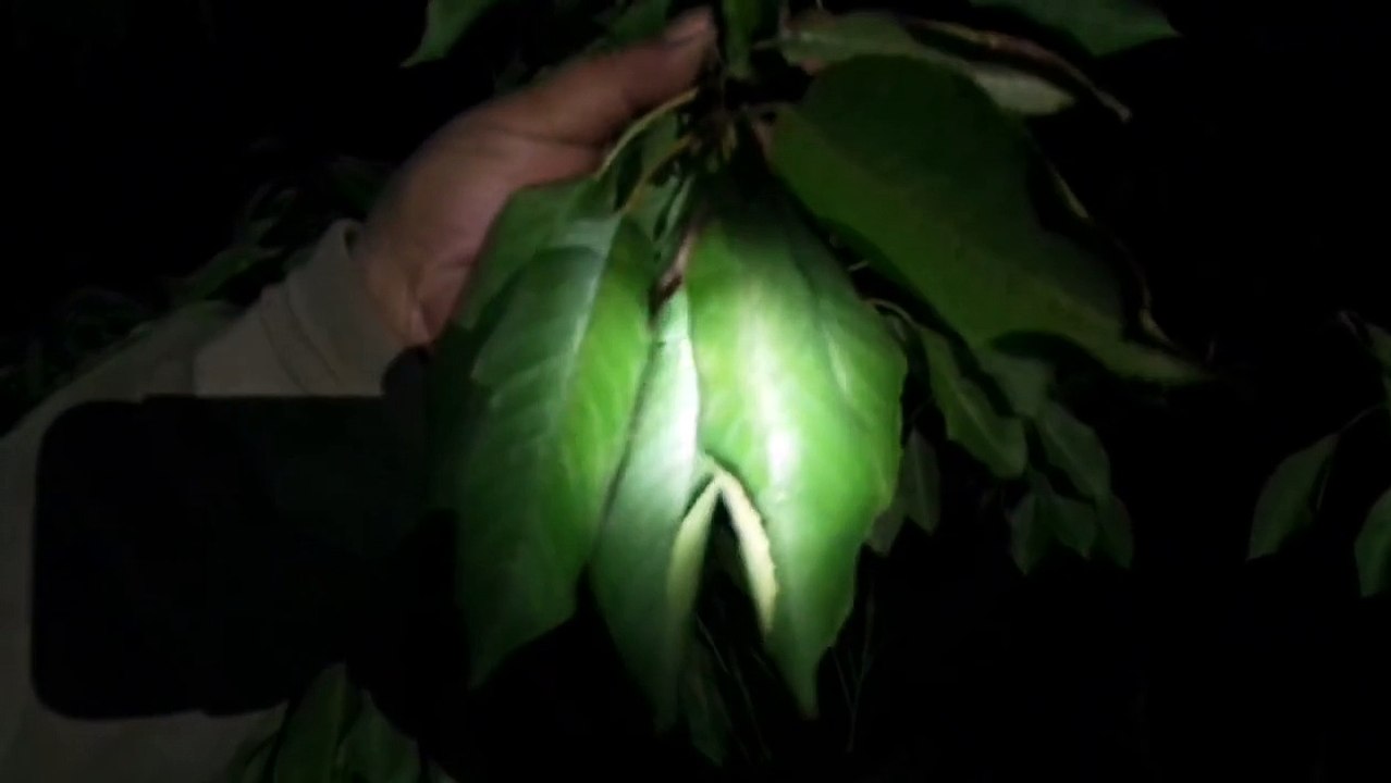 Kiraz Ağacı Kuruması, Kiraz Ağacı Yaprak Sararması, Kabuk Hastalıkları, Gövde Hastalıkları