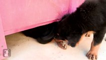 Hilarious Rottweiler Puppies Are Hyper and Jump Around! - Puppy Love