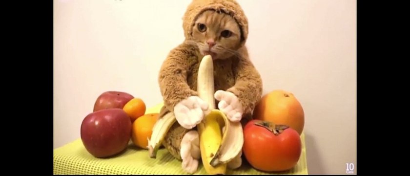 WaveOfFun Лучшая Подборка Приколов Про Котов 1