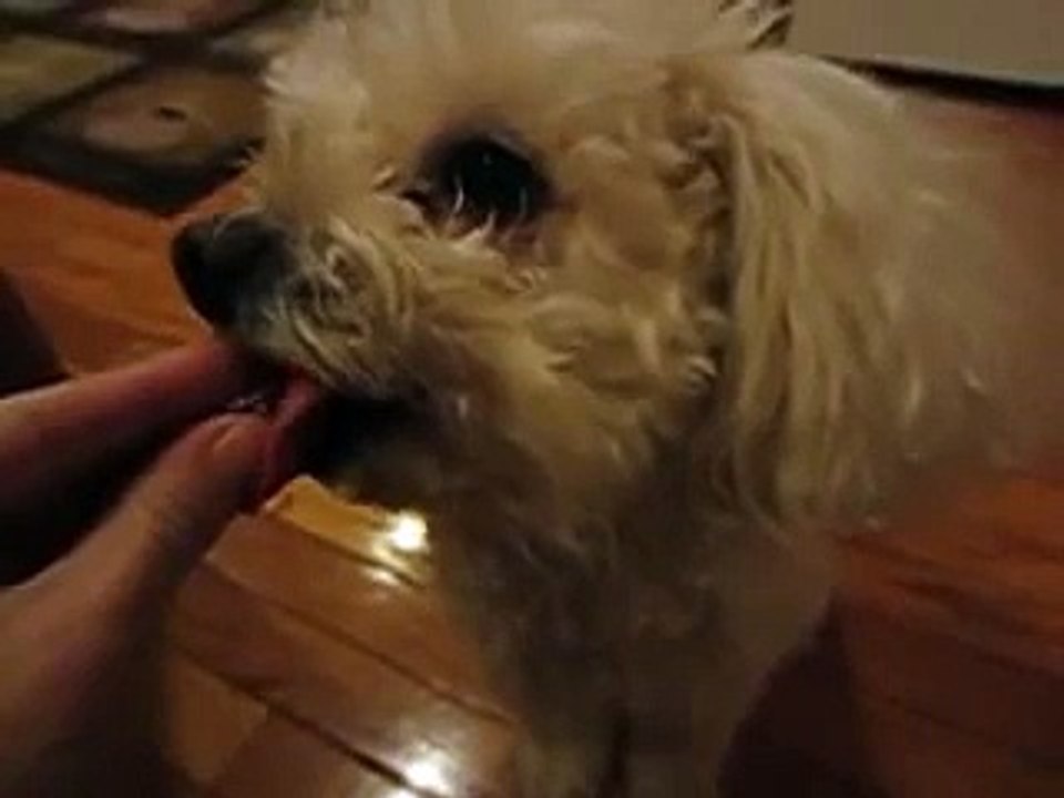 Bichon Frise Poodle mix Slo Mo Slow Motion eating ice chip