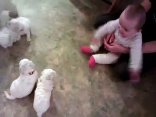 Bichon Frise puppy and baby