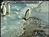 1 Stupid Penguin