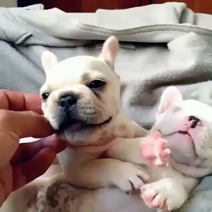The cutest French Bulldog puppies!