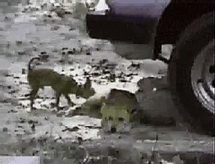 little dog fights back