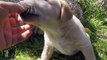 Labrador /Golden Retriever puppy biting my finger