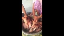Cambodian people making dry fish | Snake head fishing in Cambodia for dried fish