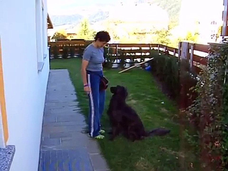 Clickertraining Anfänge 3