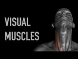 Visual Muscles: Anterior Neck - Black Background