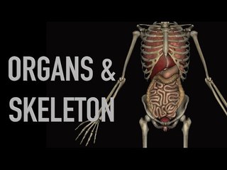 Human Organs & Skeleton - Black Background