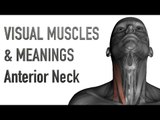 Visual Muscles & Meanings: Anterior Neck