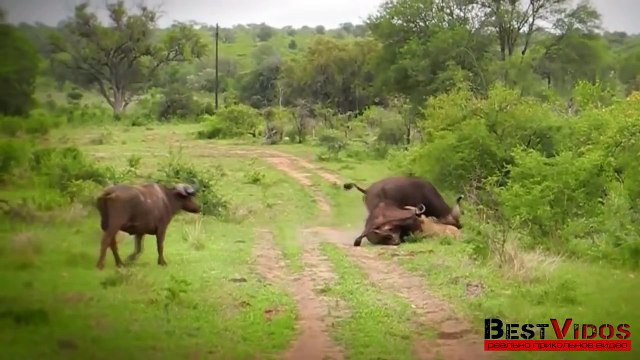 2 миллиона просмотров за 2 дня • Буйвол против льва