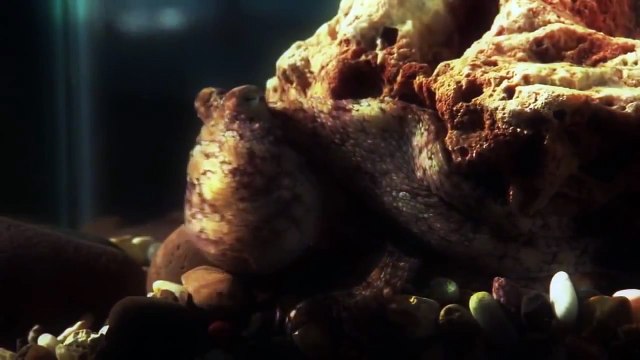 National Geographic Documentary - Sightings of Sea Monsters Amazing Creatures Documentary