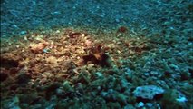 National Geographic Documentary 2015 - Ocean Wonders Sea Monsters Ocean Documentaries