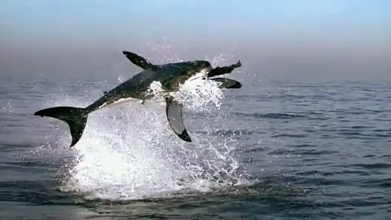 Shark Jump