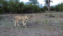 Lion SNEEZES Its Opportunity To Kill