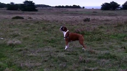 The Art of Flying