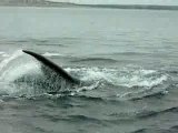 Baleines Franche : Emotions garanties