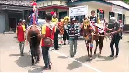 KUDA RENGGONG  HANYA DI JAWA BARAT