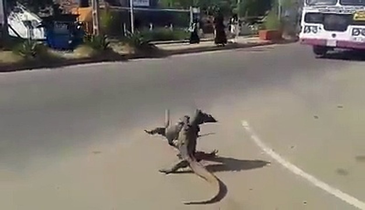 Gulat Biawak